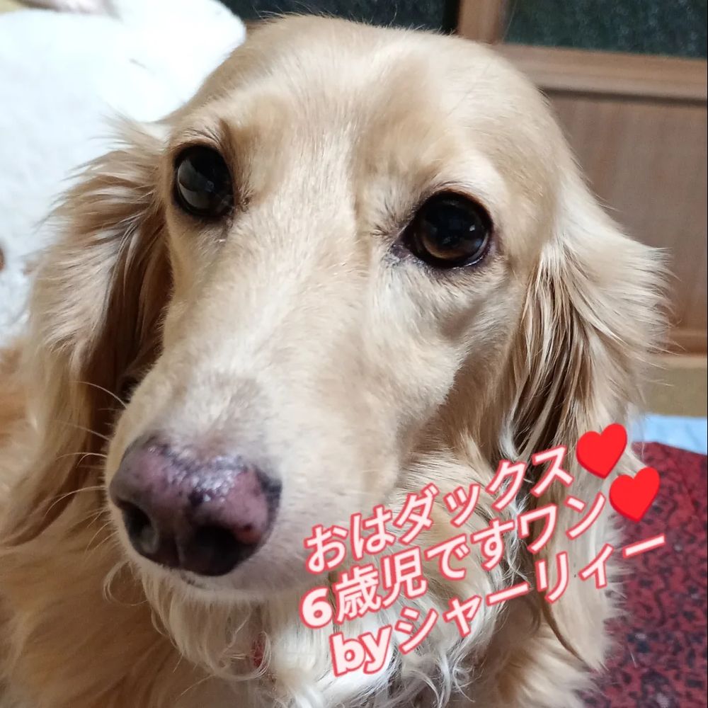 6歳児のダックス♥
