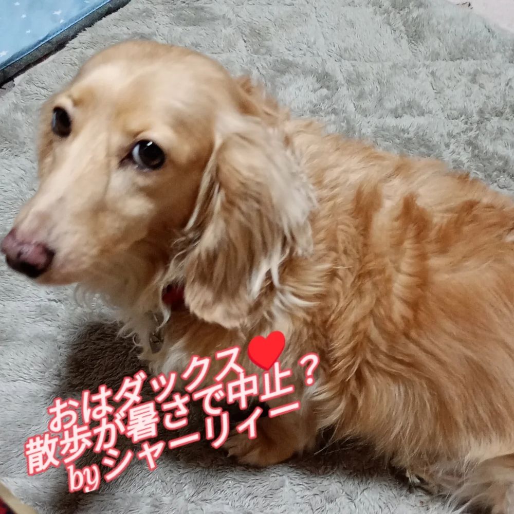 可愛いすぎるダックスフンド♥
