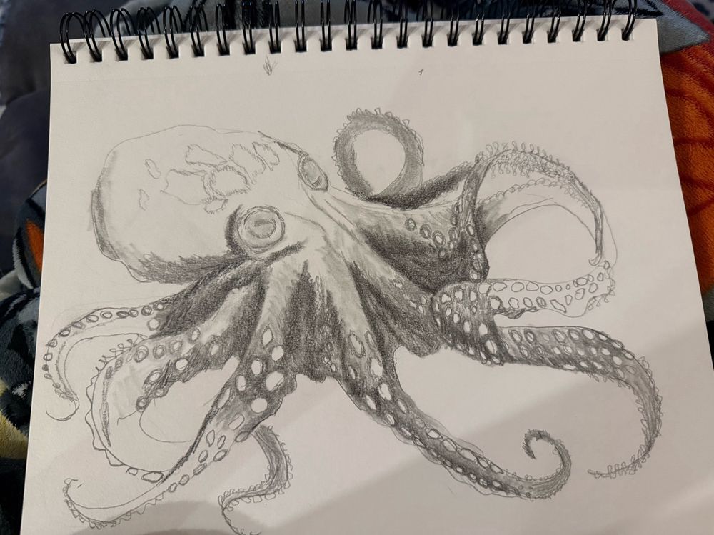 Half finished pencil drawing of an octopus with its legs curled 
