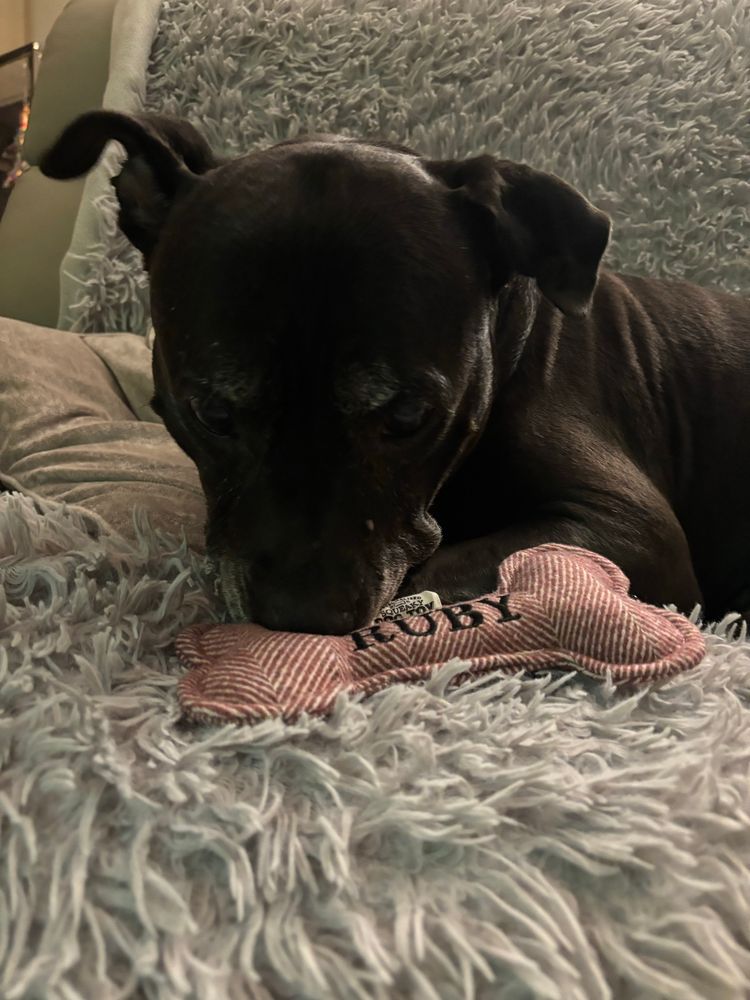 My dog Ruby checking out her new toy 