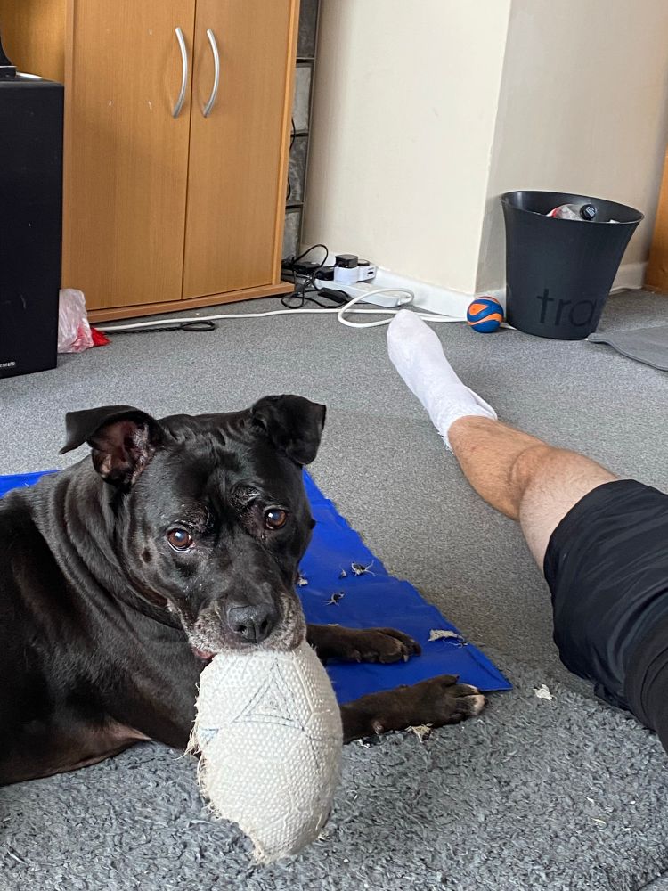 My Staffie popped my sons football and destroyed it 