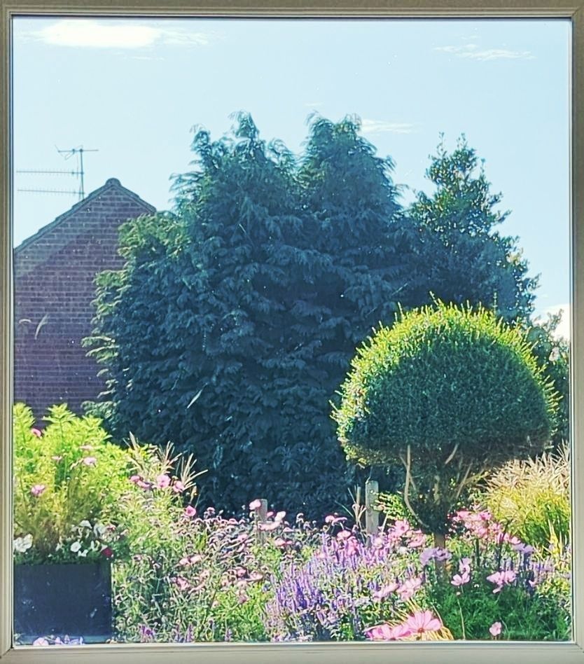 garden with clouds of pink cosmos and verbena bonariensis. In the left midground surrounded by cosmos and other annuals and perennials in pinks and purples is a standard privet cut as a half lollipop. 

On the right is a tall grey metal container with more cosmos, petunias and geraniums. In the middle cosmos, verbena and grasses.

The grasses have produced plumes with the sun backlighting them.

In the background are the neighbour's bushy and tall leylandia.