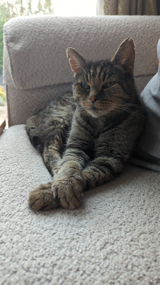 Photograph of a male tabby cat looking to the left of the lens lying on a white couch covered in boucle.

Titus, the cat, is lying with his front legs stretched in front of him and his paws crossed.