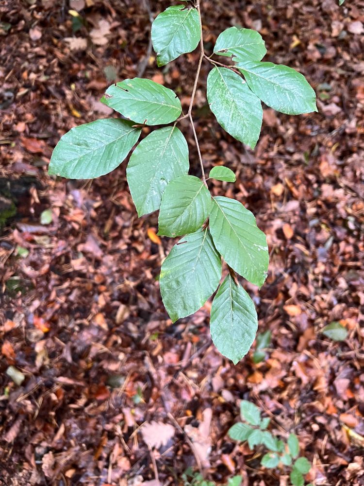 Une branche avec des feuilles vertes sur fond de tapis de feuilles mortes