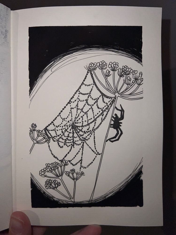 Dessin à l’encre noir d’une toile d’araignée couverte de goutes d’eau tissée entre des fleurs avec une araignée en ombre Chinoise