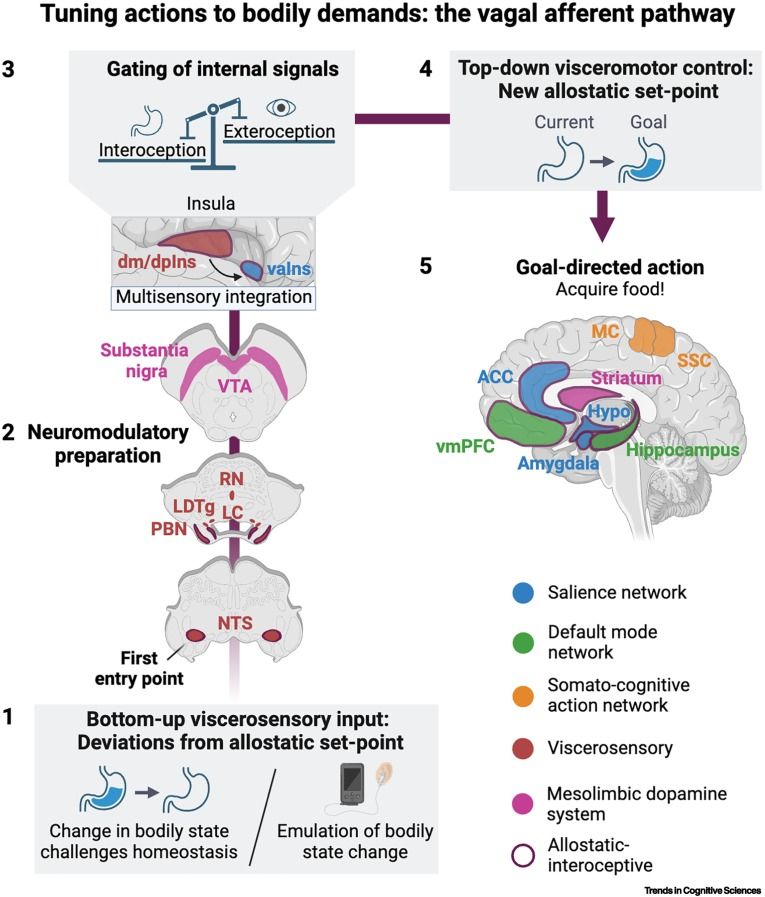 The vagal afferent pathway and its theorized function in allostatic behavior.
Interoception encodes bodily demands that arise once an allostatic set point, such as a sufficient nutrient supply, is unmet. Interoceptive signals can be evoked by changes in bodily states (e.g., lack of nutrients) or emulated by vagus nerve stimulation (VNS)