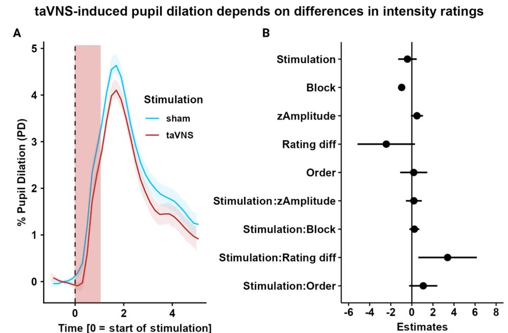 A plot showing that taVNS does not induce larger pupil dilation compared to sham. 