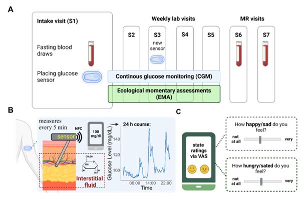 Summary of the study. A: The schematic shows the experimental procedure, illustrating five weekly lab visits followed by 2 MR visits labeled from S1 to S7. After the first session (S1), participants undergo four weeks of continuous glucose monitoring (CGM) combined with ecological momentary assessment (EMA). B: The CGM system uses a small flex sensor placed at the posterior upper arm that is inserted in the subcutaneous fatty tissue. The glucose sensor, positioned beneath the skin surface layers (epidermis and dermis), measures glucose levels in the interstitial fluid within the subcutaneous adipose tissue. The data is wirelessly sent via near field communication (NFC) to the FreeStyle Libre 3 app on the participant’s cell phone. The accuracy of the sensor concerning capillary glucose has been validated (Alva et al., 2022). C: Participants rate their metabolic and mood states twice daily using a visual analog scale (VAS), ranging from 0 (not at all) to 100 (very).