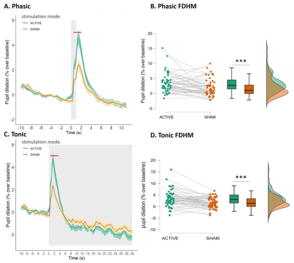 Similar changes in pupil dilation in the phasic and tonic
conditions, shown relative to a 10 s baseline before stimulation onset