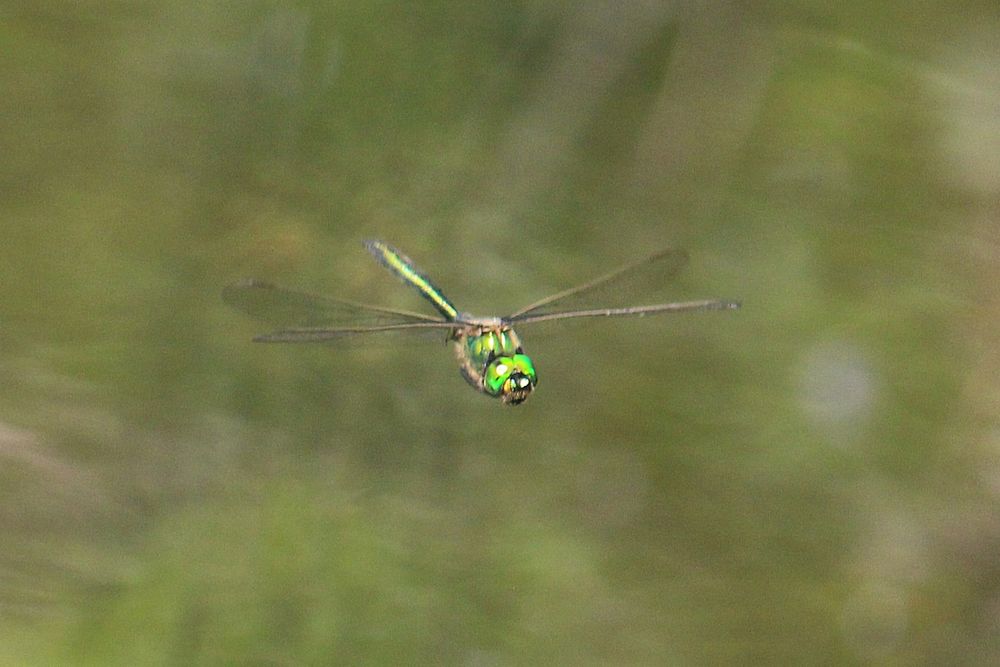 Glänzende Smaragdlibelle im Flug über einem Gewässer