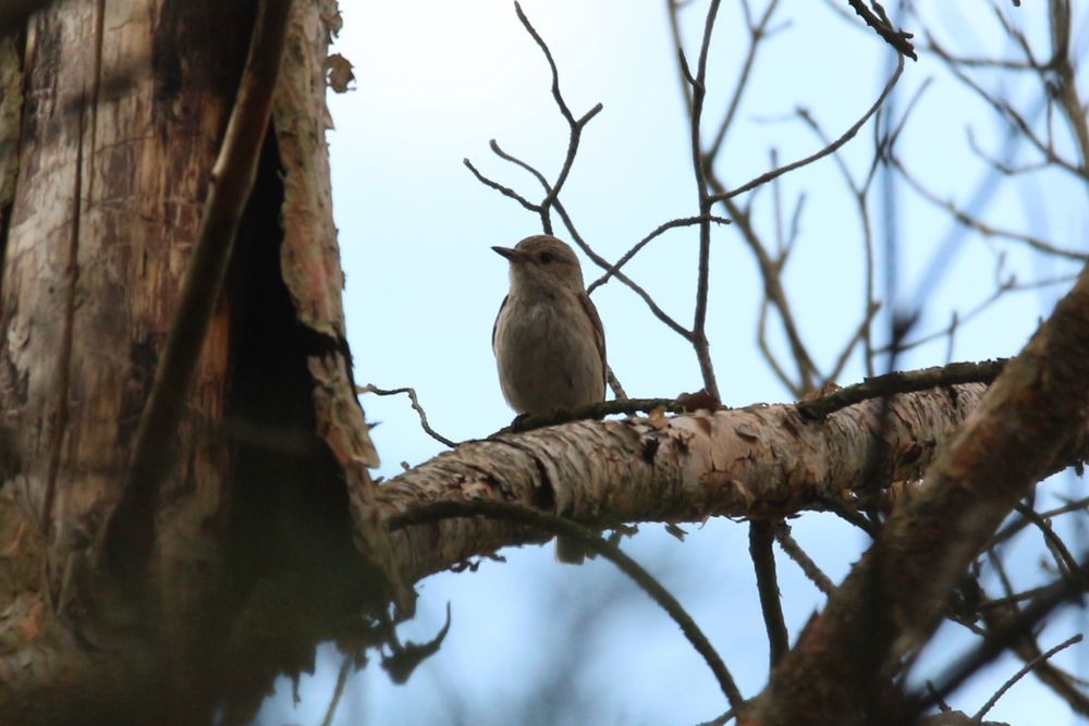 Grauschnäpper auf einem Ast