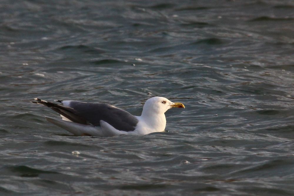 Steppenmöwe auf dem Wasser