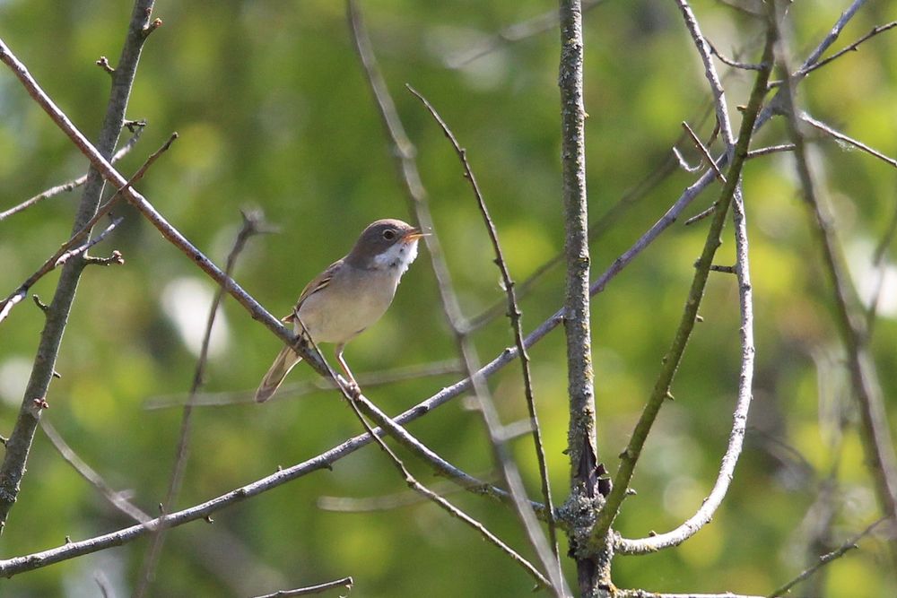 Dorngrasmücke singt auf einem kahlen Zweig