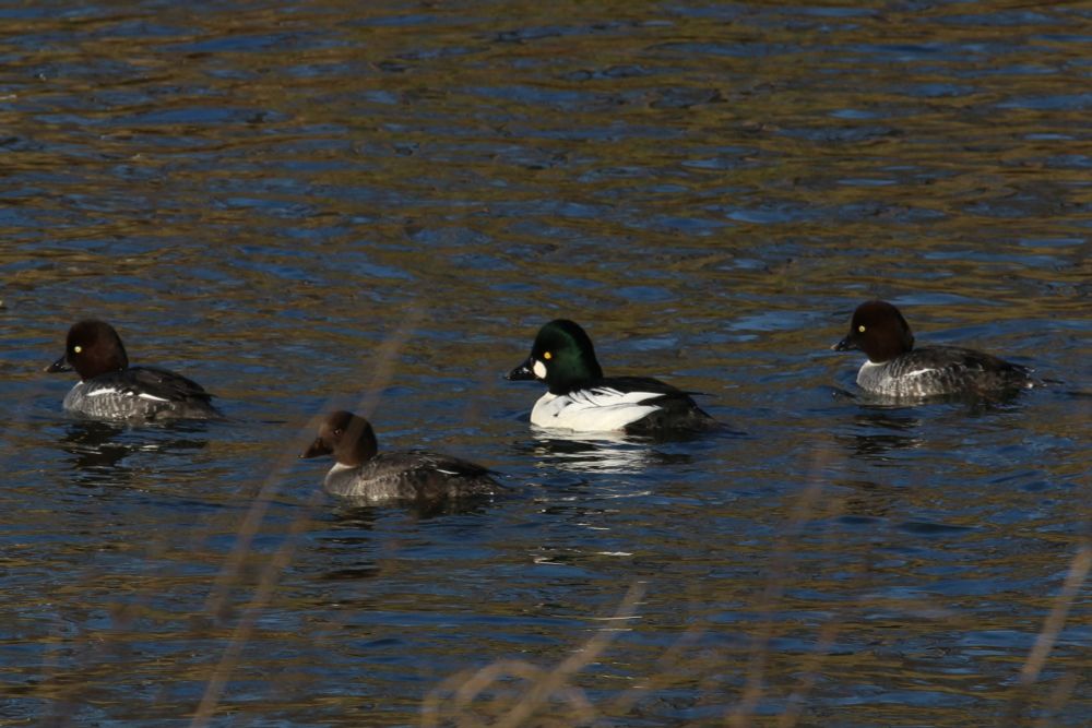 Eine Männliche und drei weibliche Schellenten auf dem Wasser