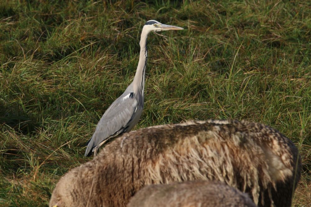 Graureiher auf einer Schafweide