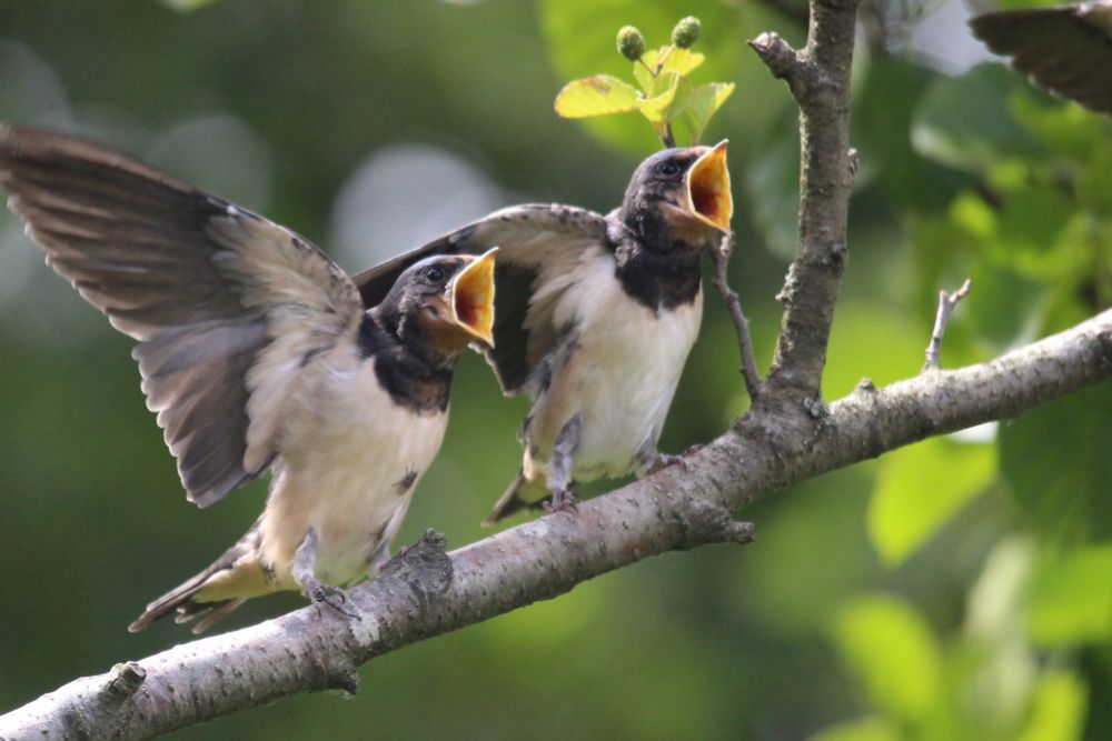 Auf einem Ast zwei junge Rauschwalben, sie betteln mit weit aufgerissenem Schnabel und geöffneten Flügeln