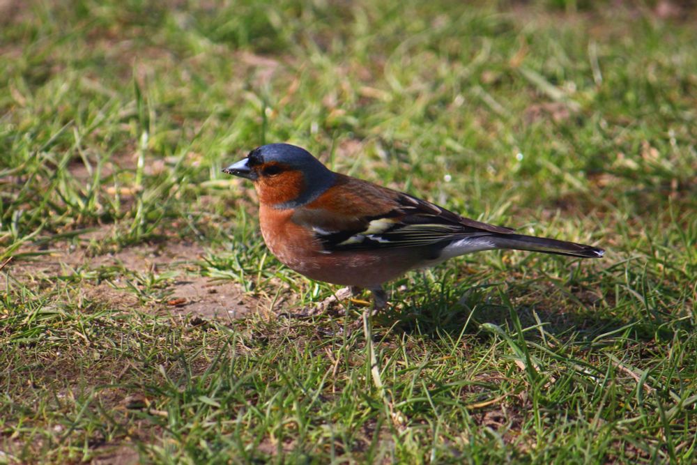Männlicher Buchfink auf einer Wiese