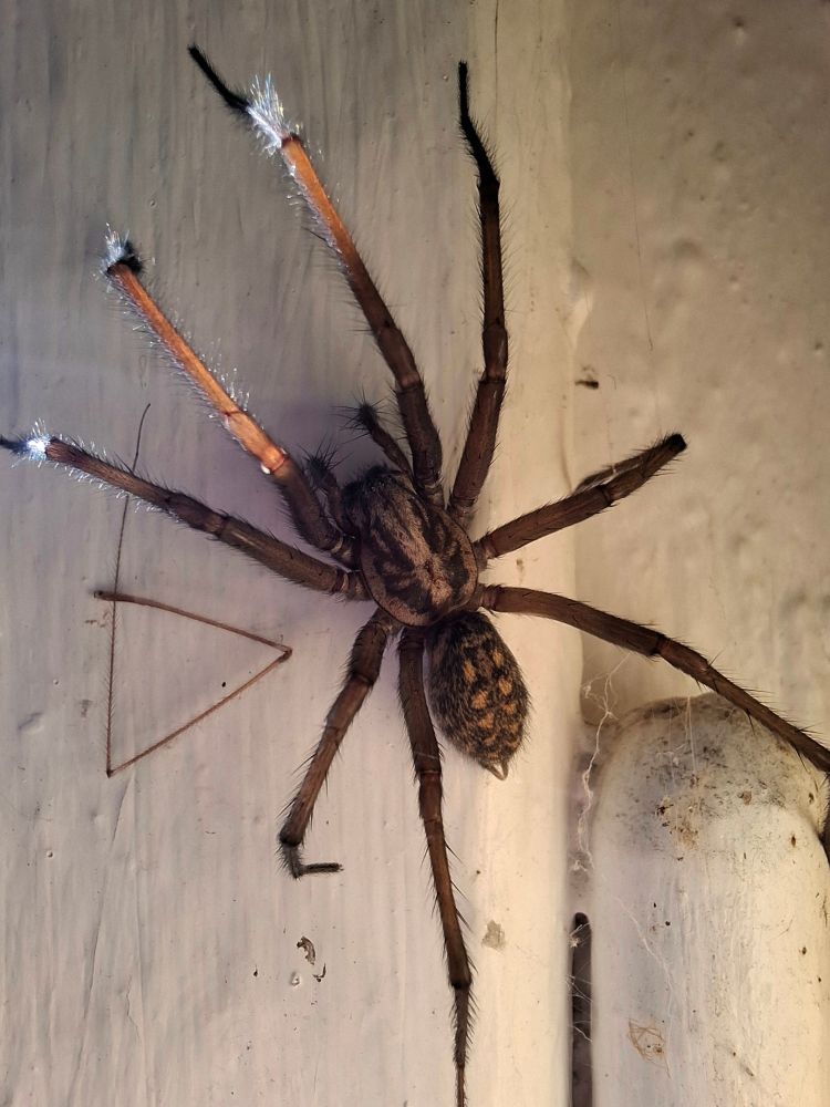 Große Hauswinkelspinne an einer Wand