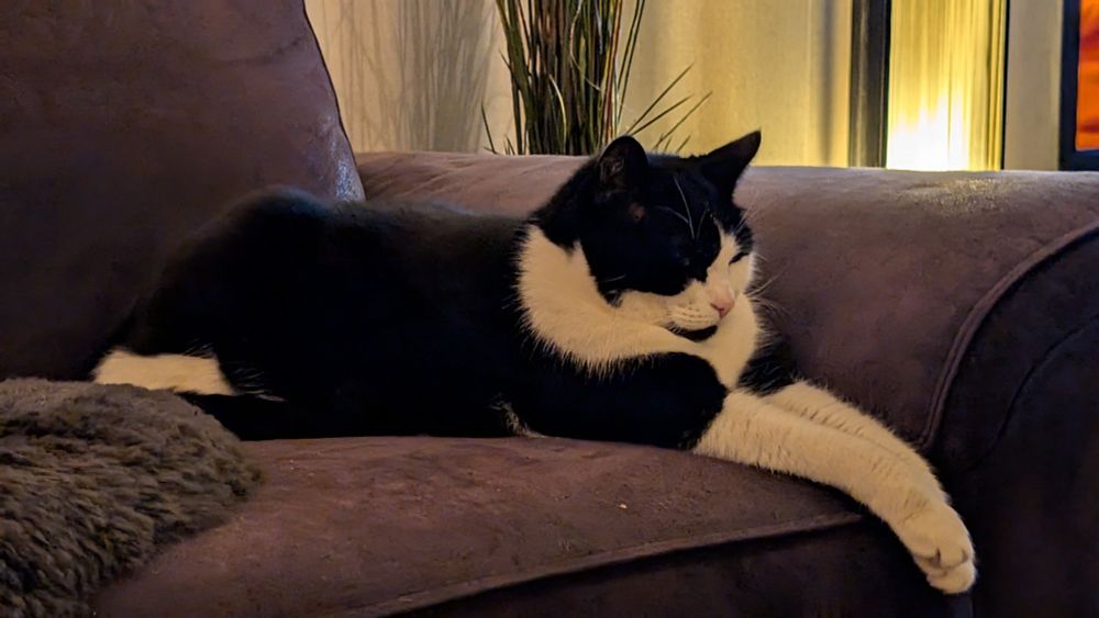 Kat ligt (nog) rustig op de bank. Wel alert. 
