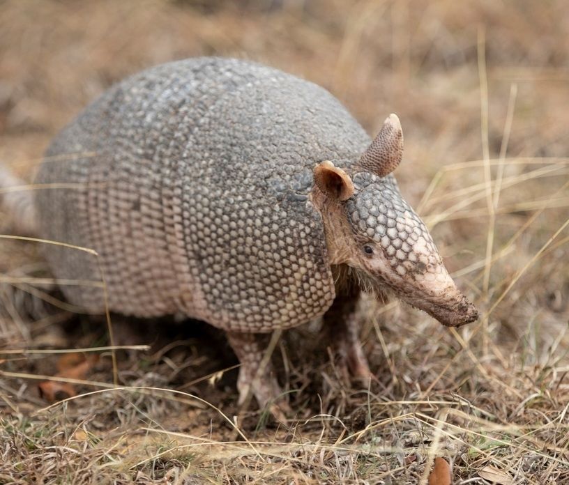 Image of an armadillo. His name is Bee Cave Bob and he's the Texas equivalent of the Groundhog.