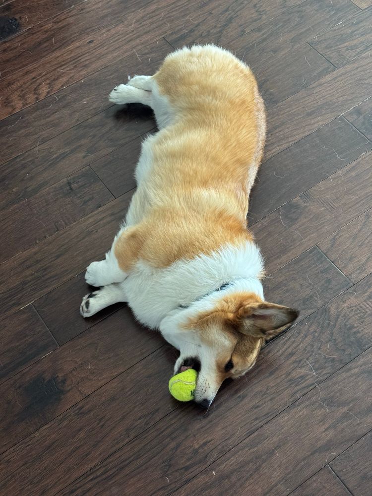 chonky corgi laying on his side on the floor squeaking a tennis ball 