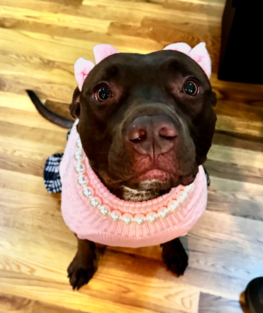 An adorable brown pitbull staring up at a camera. She’s wearing a pink sweater and plaid skirt. A string of pearls lays around her neck and a pair of pink bows sit atop her ears. 