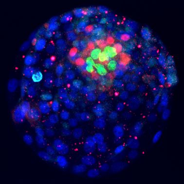 Mid-blastocyst stained for the three lineages [Epiblast (green, NANOG), Hypoblast (red, GATA4), and Trophoblast (blue, GATA3)