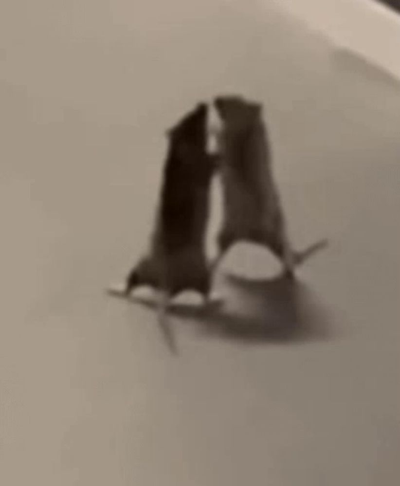 two mice are standing on their hind legs and fighting each other on a table .