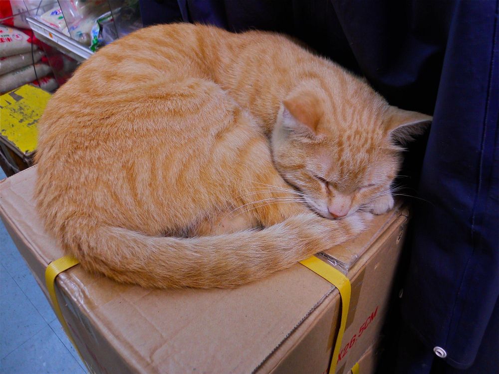 An orange tabby sleeps on a box in a Chinese grocery. Despite the tag, this photo was not taken in a bodega, but I'm not aware of tag for "Chinese grocery cat."
