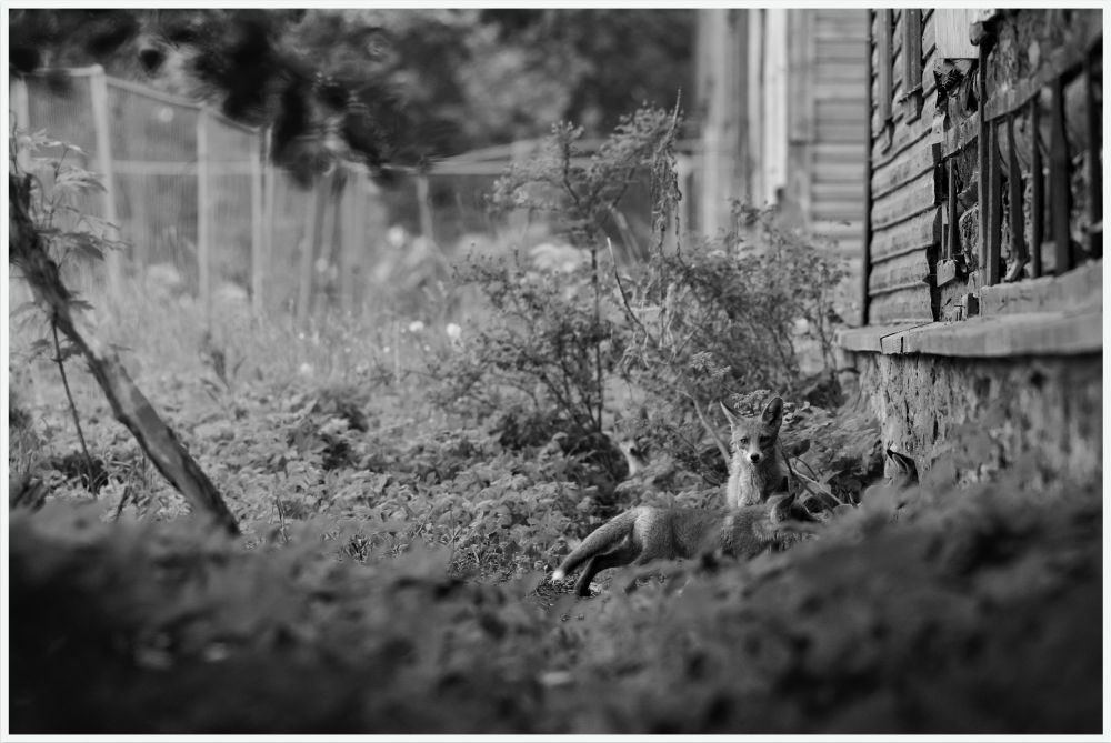 These are among the last original wooden barrack-type houses of Kopli Lines, once part of a large workers’ settlement built in the early 20th century. Today the buildings stand abandoned and close to collapse.
In the absence of people, wildlife has moved in. A fox family now uses the overgrown yards and empty structures as shelter. The scene reflects the final stage of these historic barracks before redevelopment replaces them.
