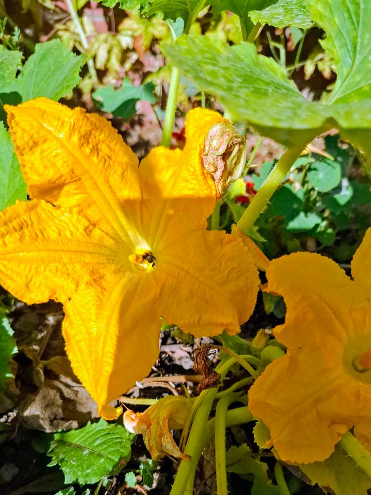 Bright yellow courgette flowers 