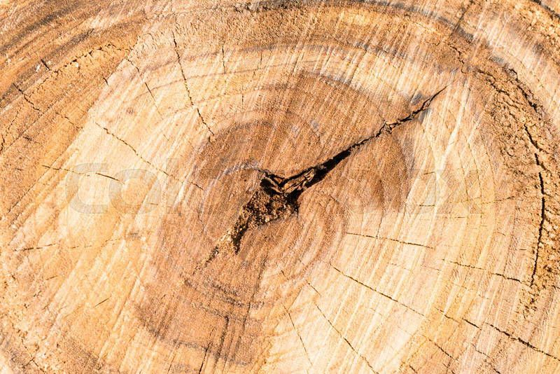 A cross section of a tree showing growth rings with a scar from the centre extending towards the top left, but not all the way through the tree. There are healthy rings beyond the scar. 