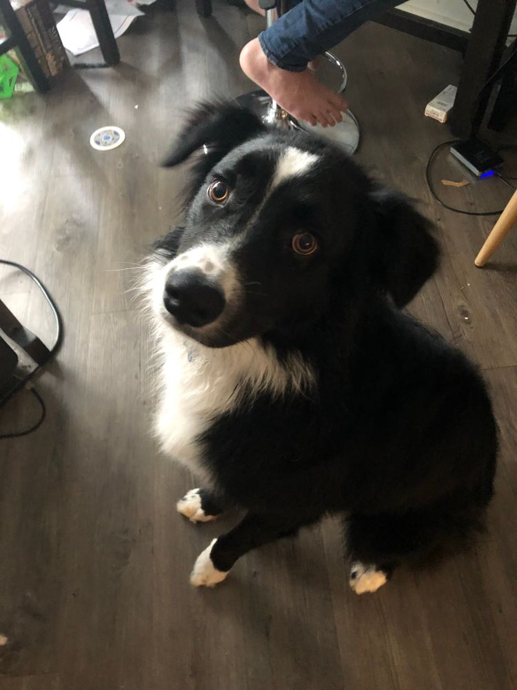 A photo of a black and white fluffy dog sitting nicely for a photo on a wooden floor. 