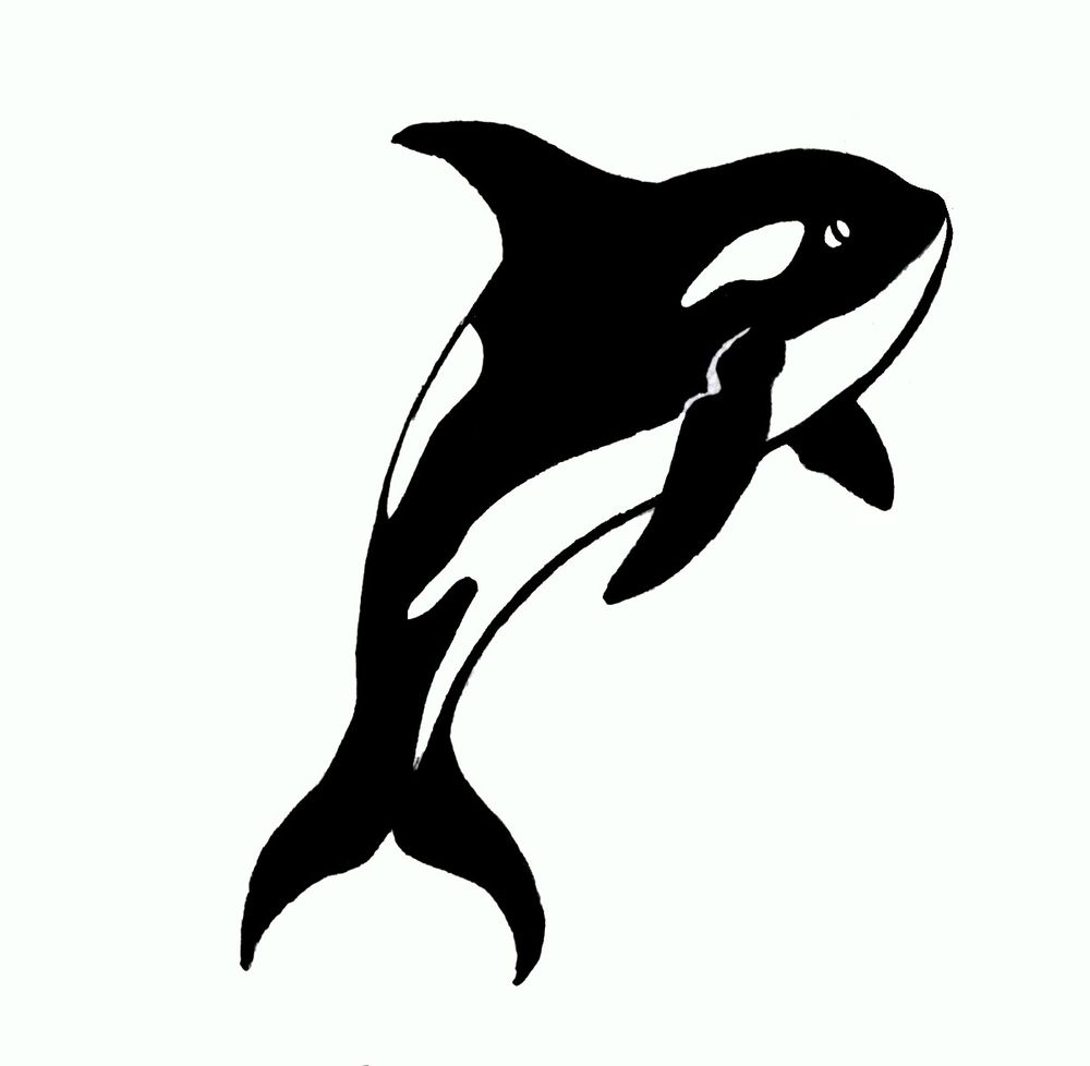 Black and White Ink Illustration of an Orca Whale 