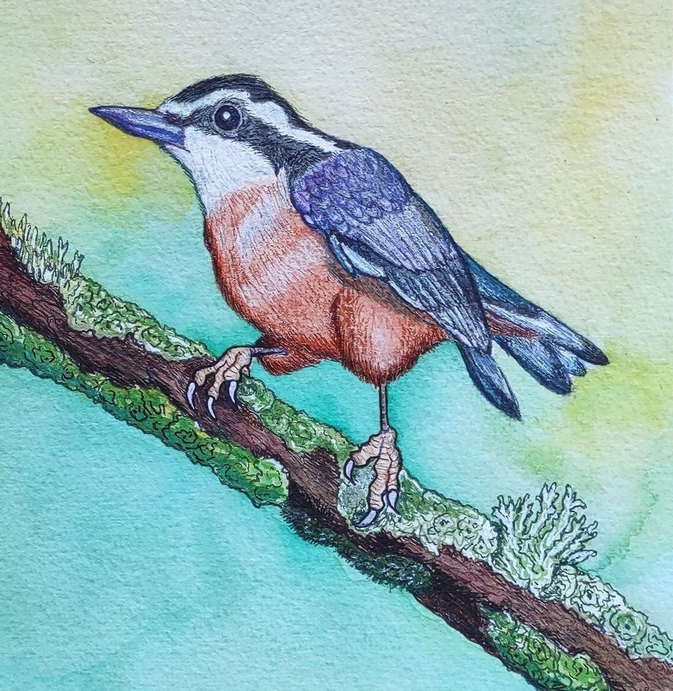 A detail shot of " A Nuthatch 'Lichen-ness' ," watercolor and ink piece 2025 by Donna Letterese 