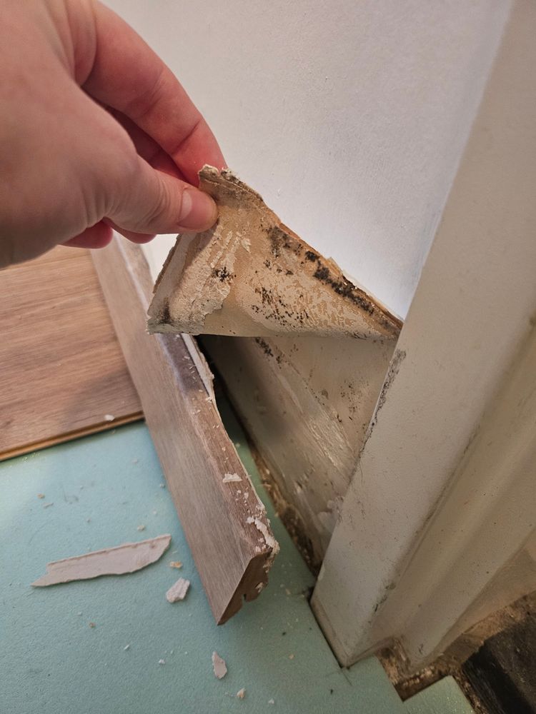 A picture of me holding up a clearly soaked and mouldy wallpaper, still mostly attached to the wall.
