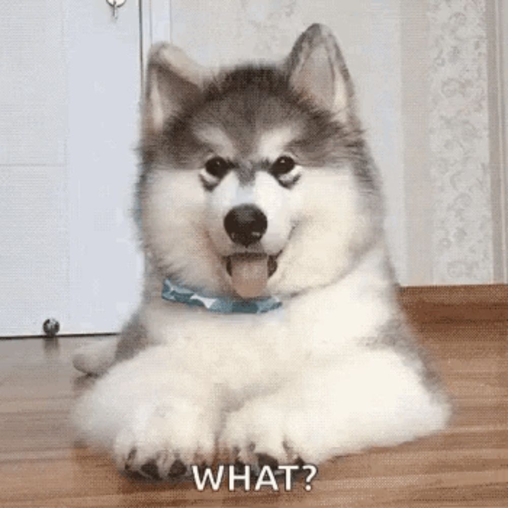 Head Tilt Malamute GIF