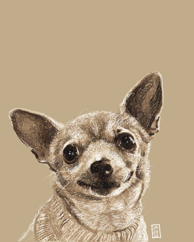 A hand-drawn digital portrait of Tater Tot, a rescued senior chihuahua.