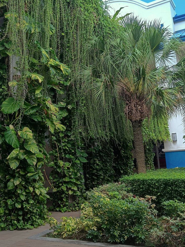 foliage? plants all over a wall, and some on the ground