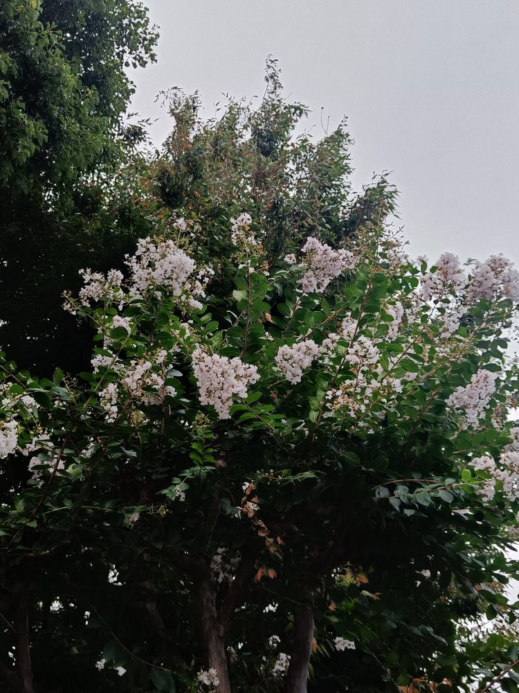 A tree with white flowers