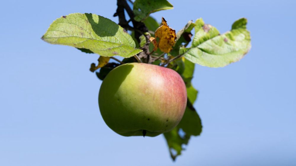 Generalsekretär des Bauernverbandes: Apfel-Ernte leidet: "Sehen Klimawandel live"