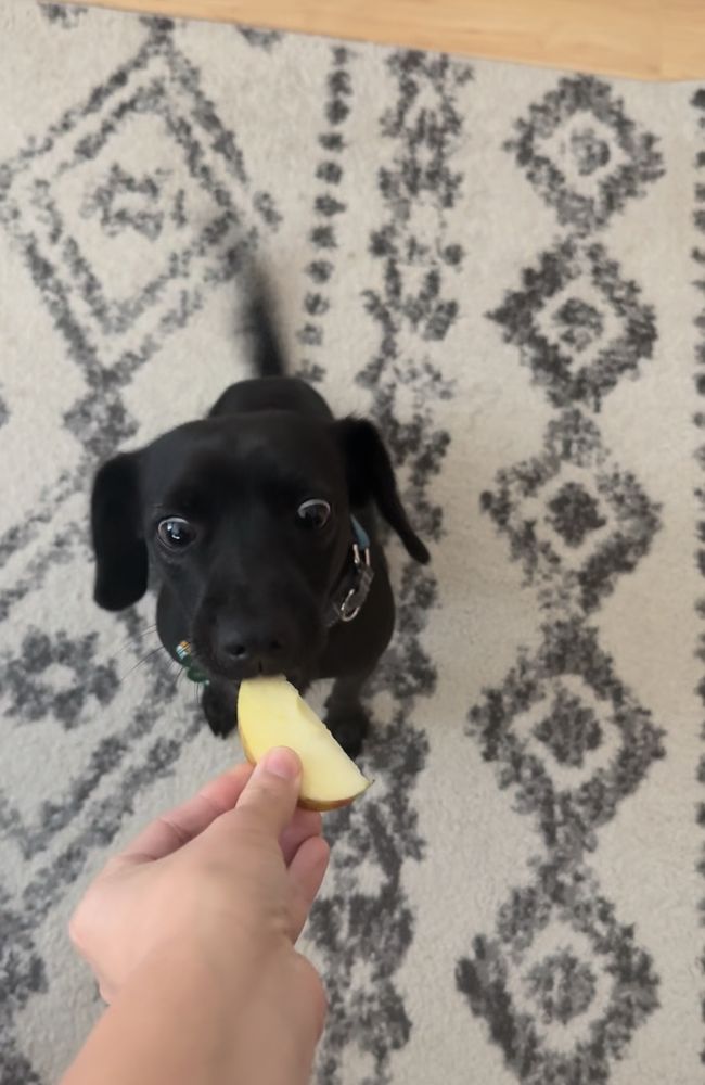 A small black dog with wide eyes takes a bite of an apple slice. He is sitting on a white and black rug.