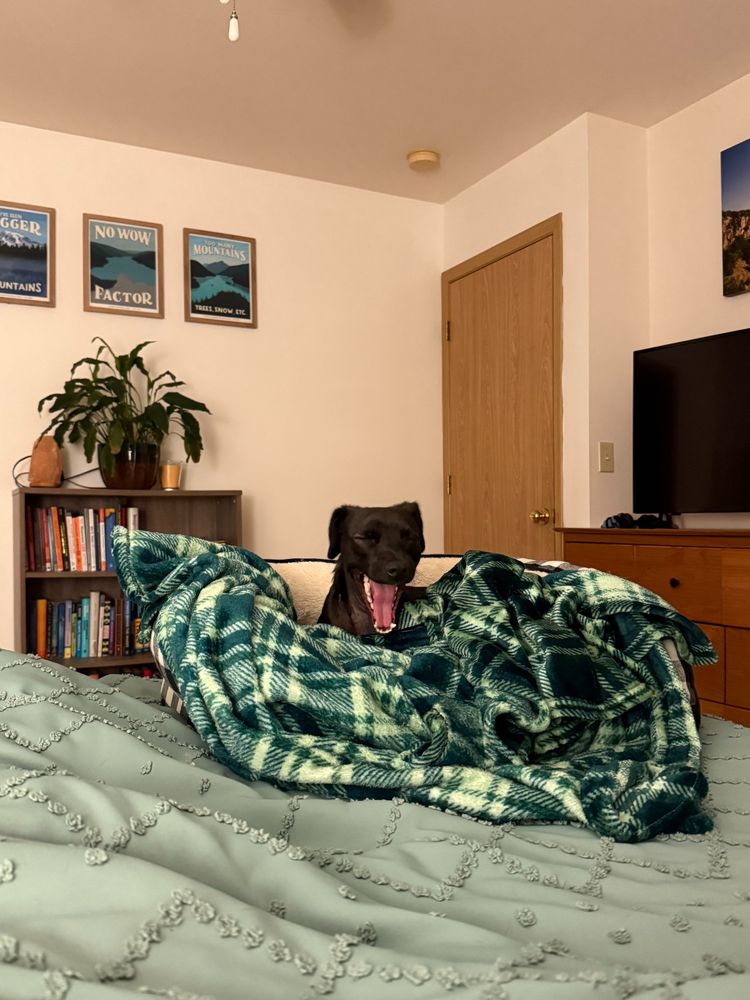 A small black dog yawns while laying in a dog bed on a human bed. He is covered by a green plaid blankey. 