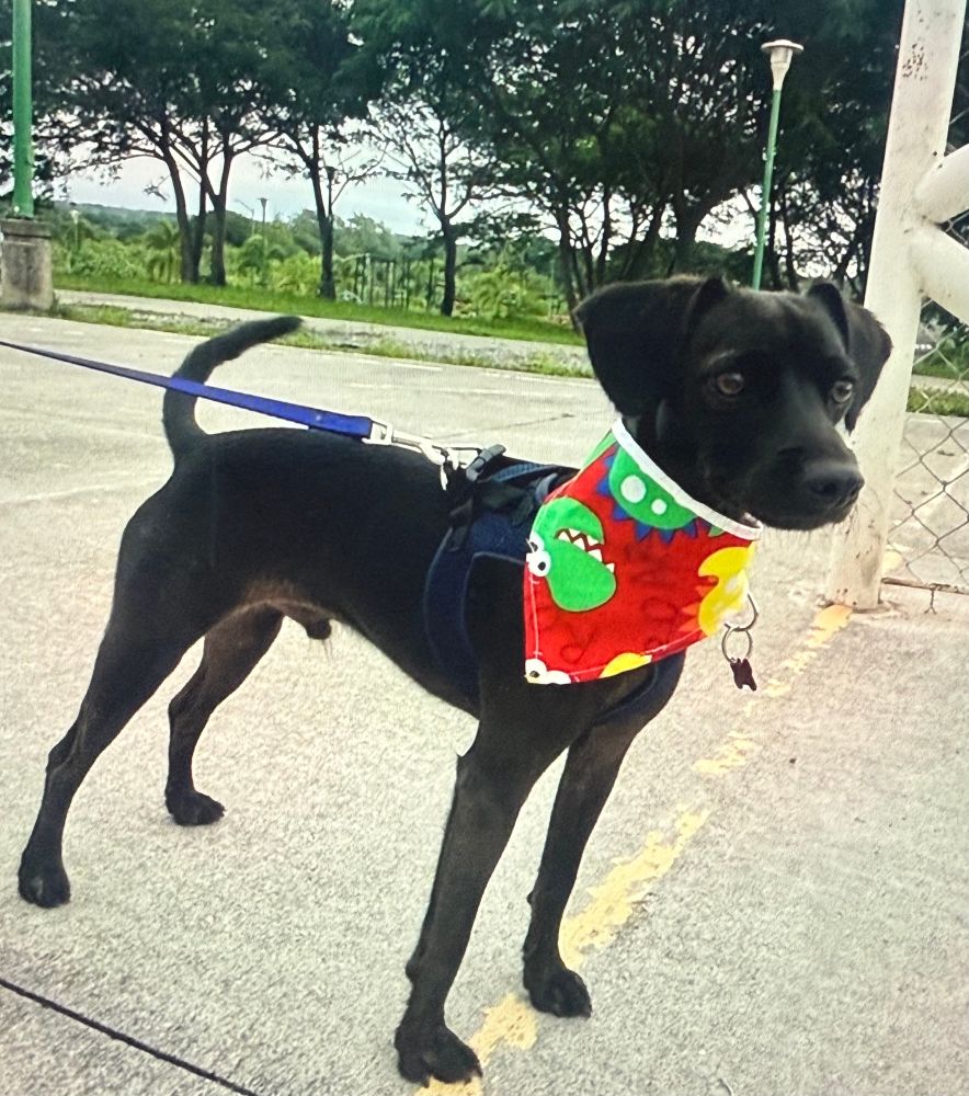A small black dog wearing a bandana stands on a sidewalk.