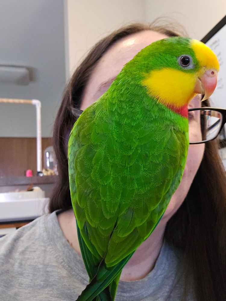 A superb parrot (Jules) hanging on my glasses blocks basically my entire face like that painting of the dude in the suit with the apple in front of his face. Green apple, green bird