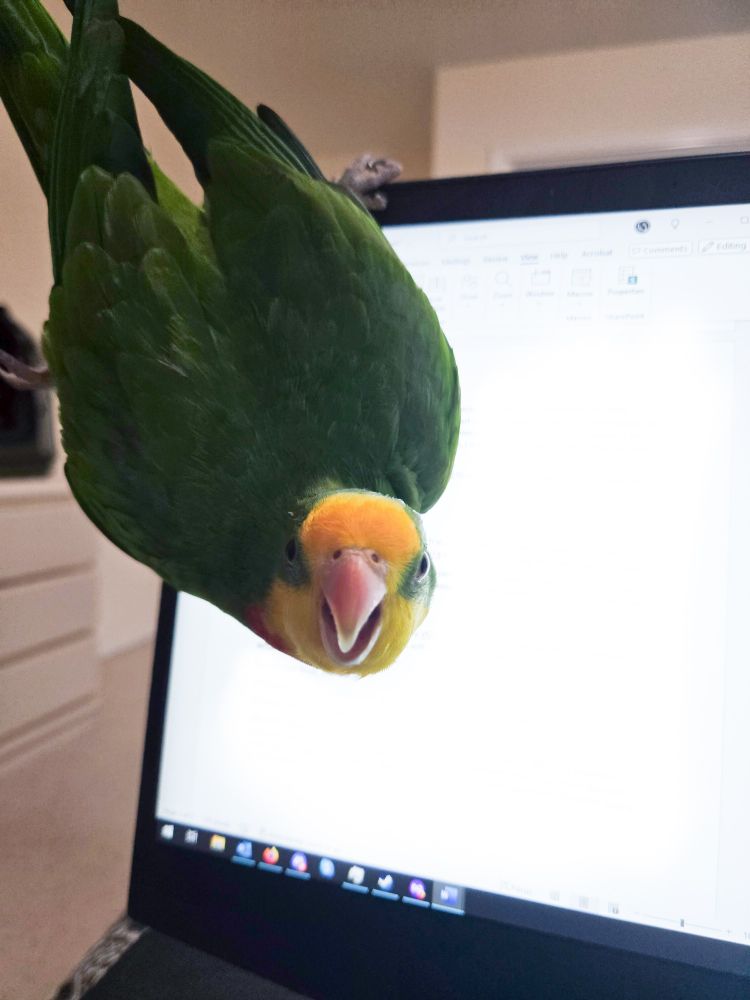 Jules the male superb parrot hangs from one foot in front of the laptop monitor while threatening the camera. His other foot can be seen at the edge of the photo.