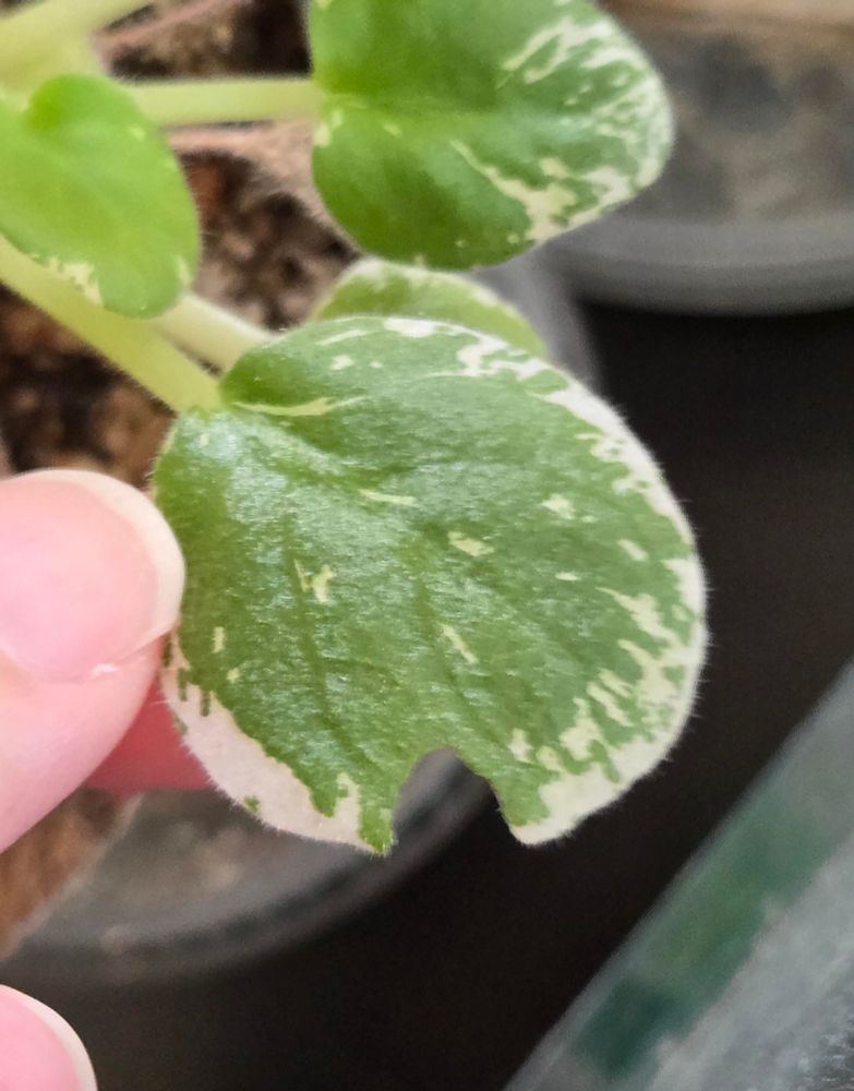 An African violet leaf still attached to the plant, roughly quarter sized with white variegation mostly along the edges. A finger is on the edge of the pic holding the leaf. The leaf has a significant V-shaped bite out of the side of it.