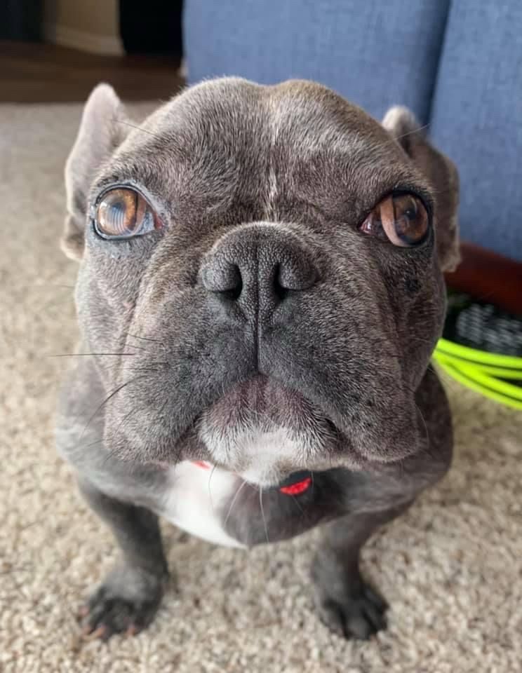 My French bulldog Luna and her beautiful golden eyes