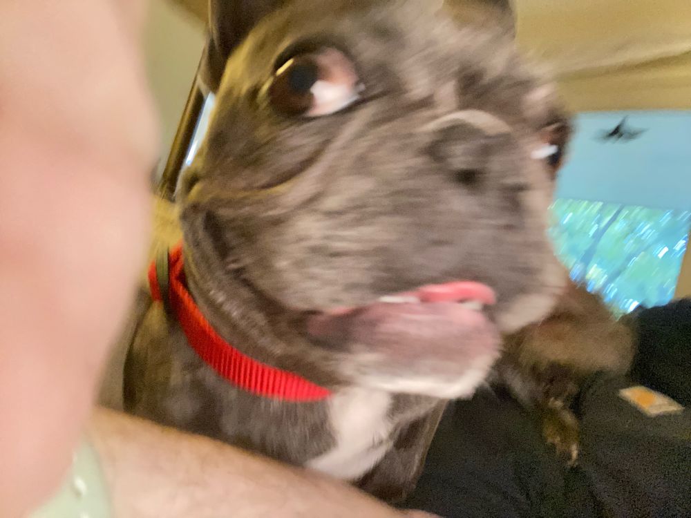 My French bulldog Luna giving me a silly grin and a funny side eye wearing a red collar