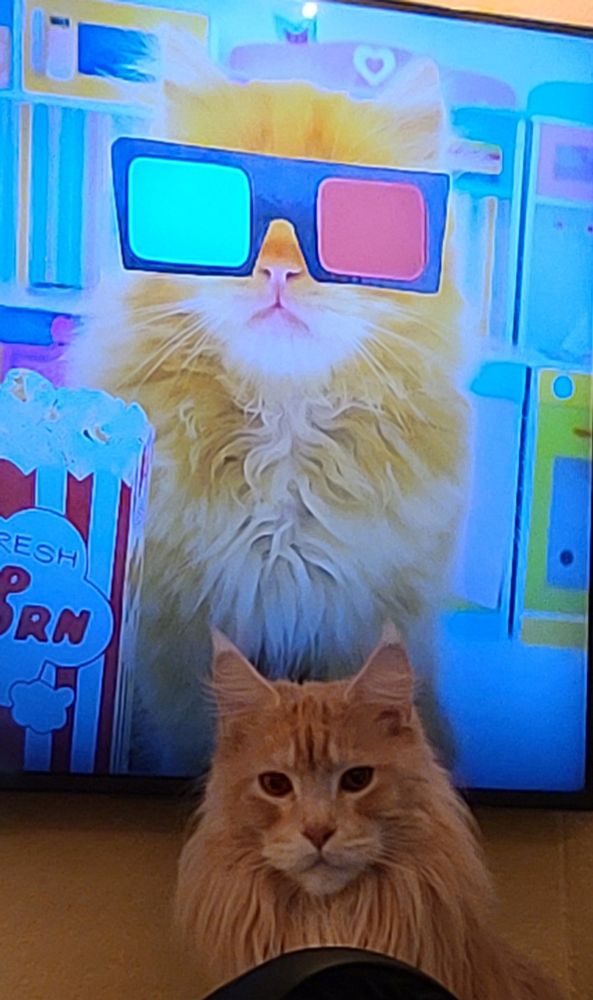 Orange Maine coon cat sitting under a TV screen with a fluffy orange cat on it